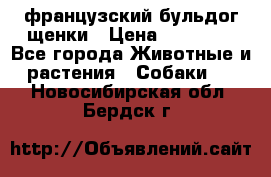 французский бульдог щенки › Цена ­ 50 000 - Все города Животные и растения » Собаки   . Новосибирская обл.,Бердск г.